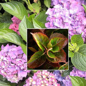 HYDRANGEA macrophylla 'Alpenglühen'