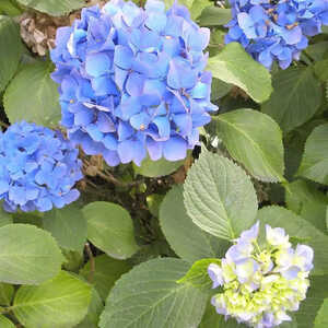 HYDRANGEA macrophylla 'Ami Pasquier'