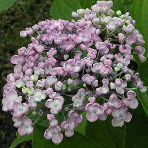 HYDRANGEA macrophylla 'Ayesha'