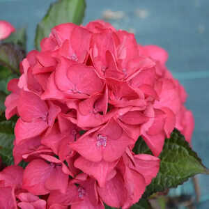 HYDRANGEA macrophylla 'Baroque Angel'