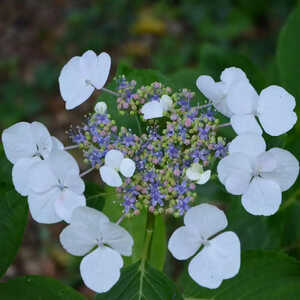 HYDRANGEA macrophylla 'Bachstelze'