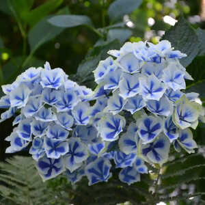 HYDRANGEA macrophylla 'Bavaria'