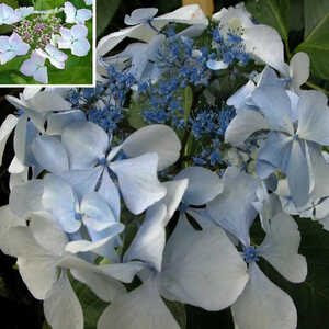 HYDRANGEA macrophylla 'Beauté Vendomoise'