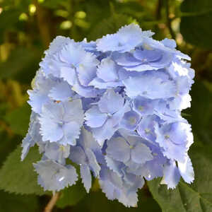 HYDRANGEA macrophylla 'Blue Armor'