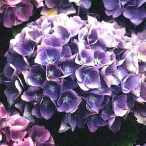 HYDRANGEA macrophylla 'Blauer Zwerg'