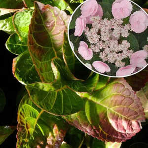 HYDRANGEA macrophylla 'Camino'