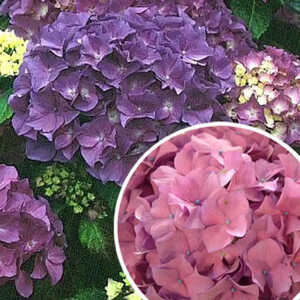 HYDRANGEA macrophylla 'Cendrillon'