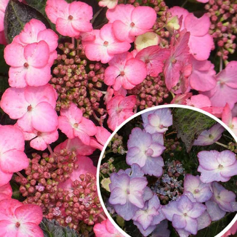 HYDRANGEA macrophylla 'Dancing Lady'