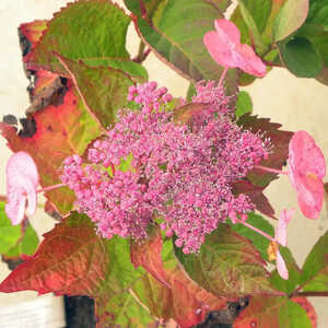 HYDRANGEA macrophylla DOLCE GIPSY®