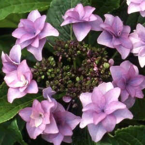 HYDRANGEA macrophylla 'Etoile Violette'