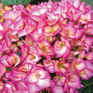 HYDRANGEA macrophylla 'Gräfin Cosel'