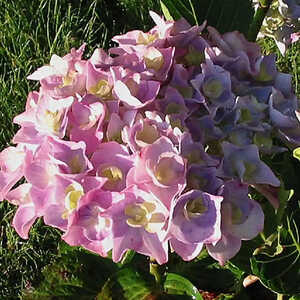 HYDRANGEA macrophylla 'Kühnert'