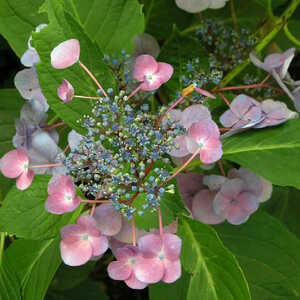 HYDRANGEA macrophylla 'Mousmée'