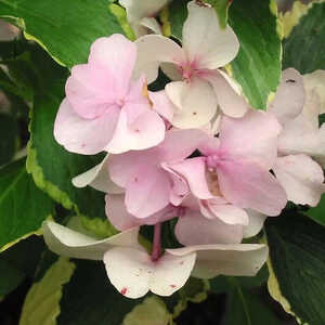 HYDRANGEA macrophylla 'Neyosh' (=GOLDRUSH)