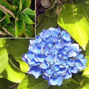 HYDRANGEA macrophylla 'Renate Steiniger'