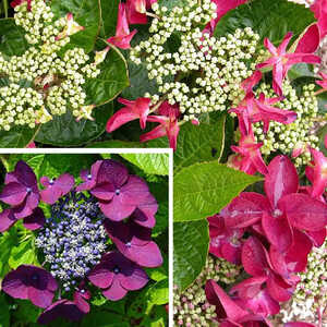 HYDRANGEA macrophylla 'Rotschwanz'