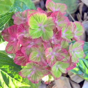 HYDRANGEA macrophylla 'Schloss Wäckerbarth'