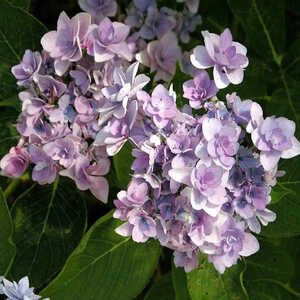 HYDRANGEA macrophylla 'Together' (='You and Me')