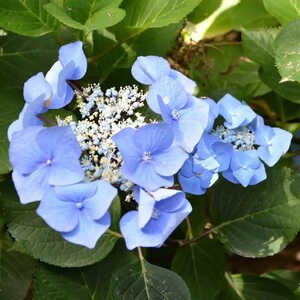 HYDRANGEA macrophylla 'Zorro Bleu'®