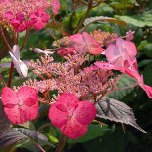 HYDRANGEA serrata 'Avelroz'®