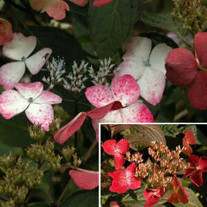 HYDRANGEA serrata 'Beni Yama'