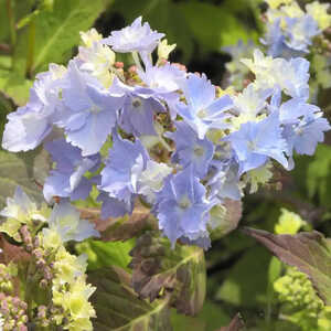 HYDRANGEA serrata 'Cap Sizun'