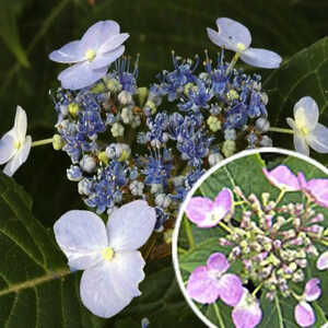 HYDRANGEA serrata 'Hallasan' ('Spreading Beauty')