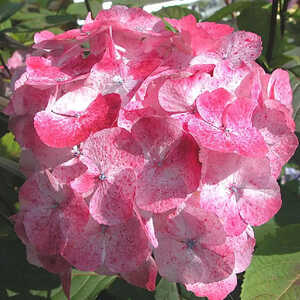 HYDRANGEA serrata 'Preziosa'