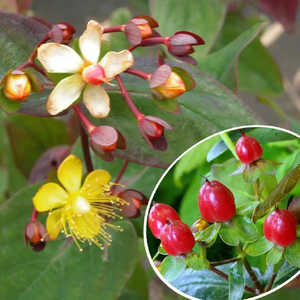 HYPERICUM x inodorum MAGICAL RED FLAME (='Kolmrel')