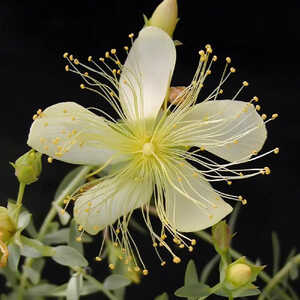 HYPERICUM olympicum 'Citrinum'