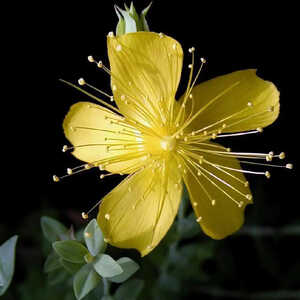 HYPERICUM olympicum ( polyphyllum )