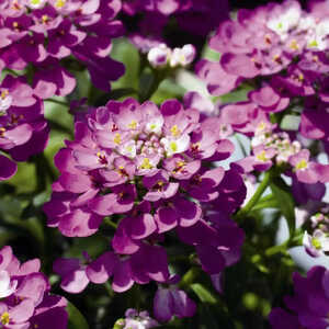 IBERIS 'Absolutely Amethyst'