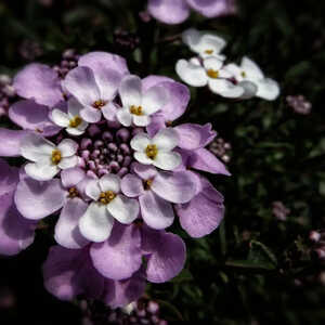 IBERIS sempervirens 'Pink Ice'