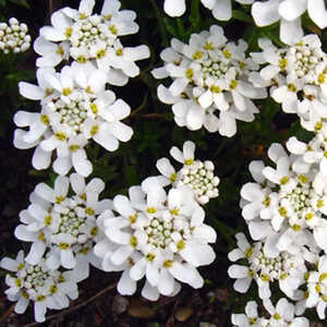 IBERIS sempervirens 'Weisser Zwerg'