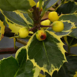 ILEX aquifolium 'Aurea Marginata'