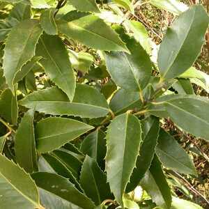 ILEX aquifolium 'Castanaefolia'