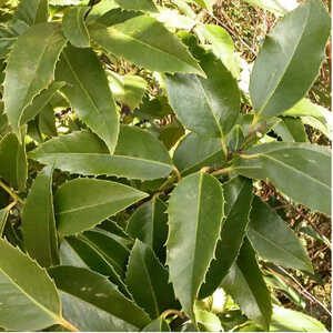 ILEX aquifolium 'Castanaefolia'
