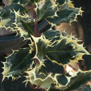 ILEX aquifolium 'Ferox  Argentea'