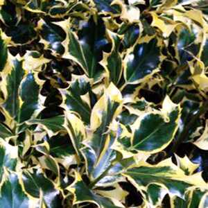 ILEX aquifolium 'Golden Queen'