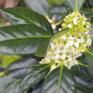 ILEX aquifolium 'J.C. van Tol'