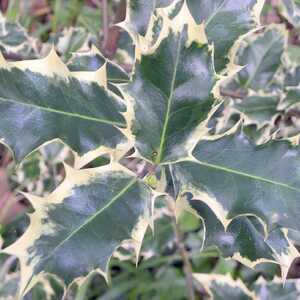 ILEX aquifolium 'Madame Briot'