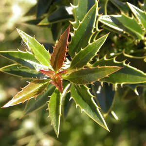 ILEX aquifolium 'Myrtifolia'