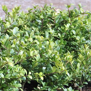 ILEX crenata 'Dark Green'