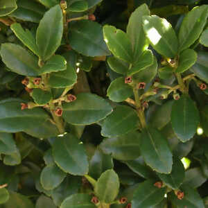 ILEX crenata 'Fastigiata'