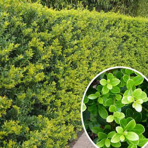 ILEX crenata 'Green Hedge'