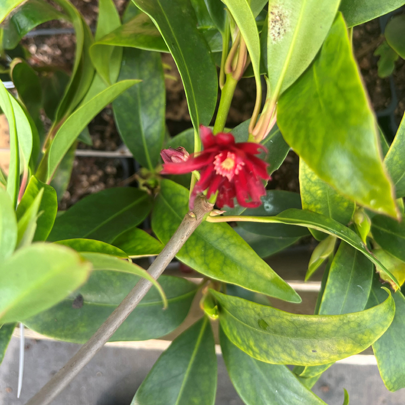 ILLICIUM floridanum 'Halley's Comet'