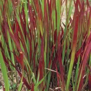 IMPERATA cylindrica 'Red Baron'