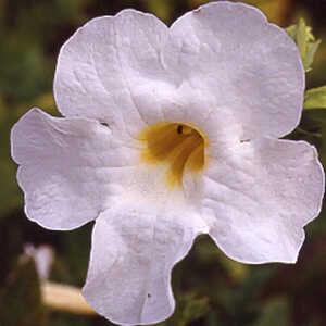 INCARVILLEA delavayi 'Snow Top' (= 'Alba')