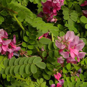 INDIGOFERA heterantha