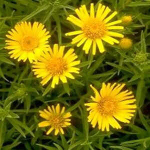 INULA ensifolia